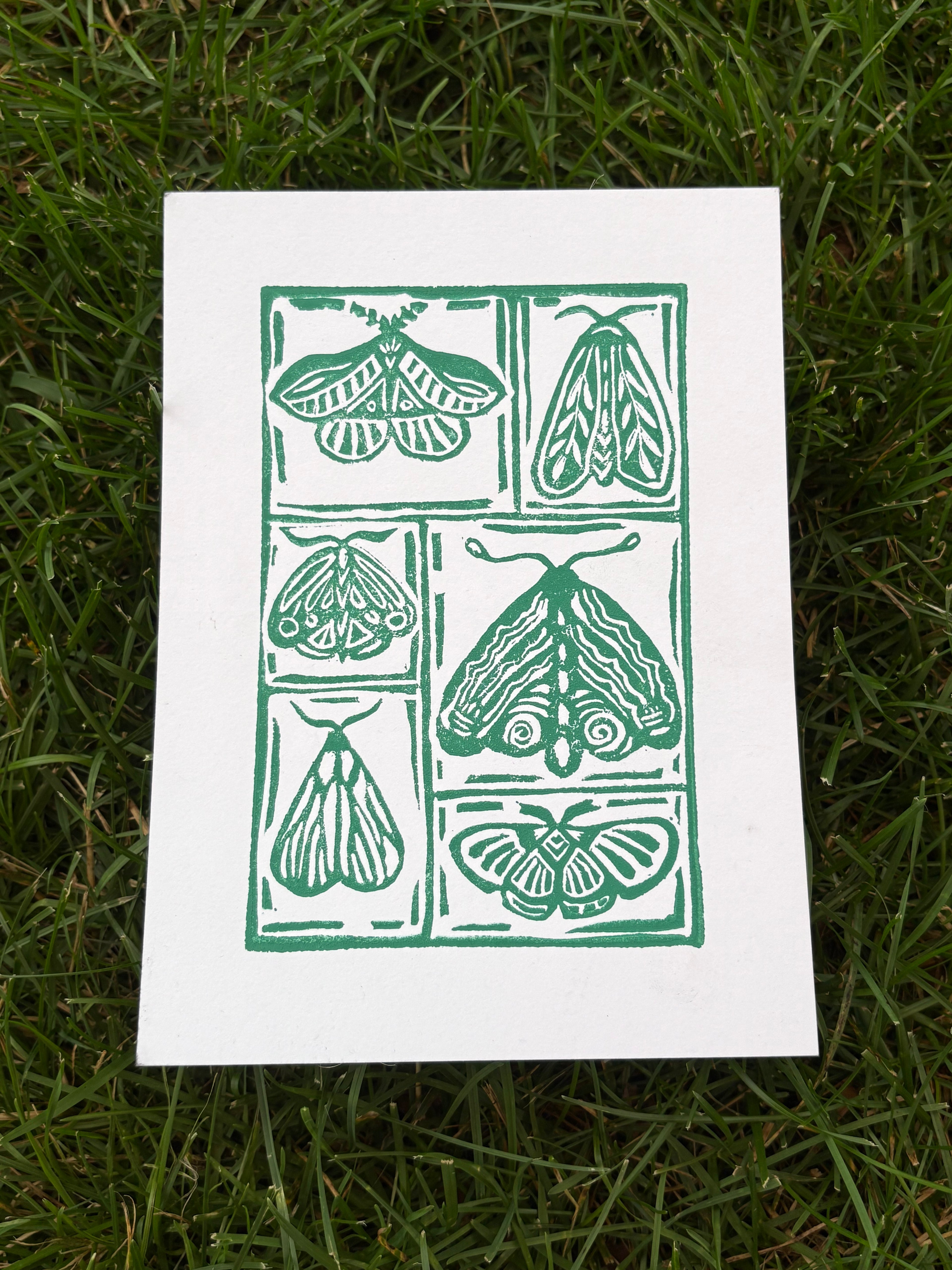 moth print